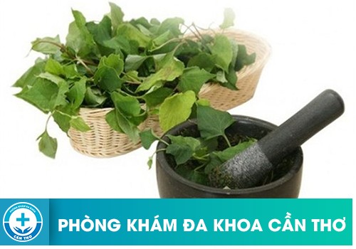  Đắp rau diếp cá vào hậu môn