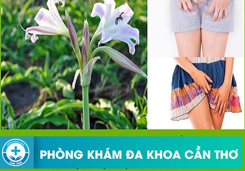 Cây trinh nữ hoàng cung chữa bệnh phụ khoa