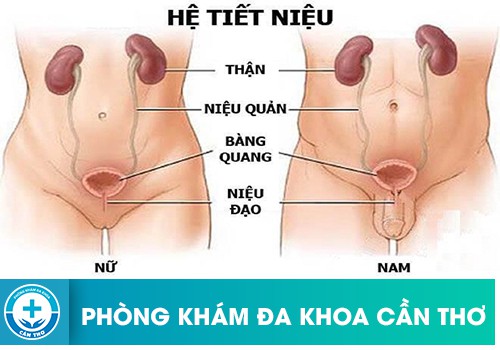 địa chỉ chữa viêm tiết niệu