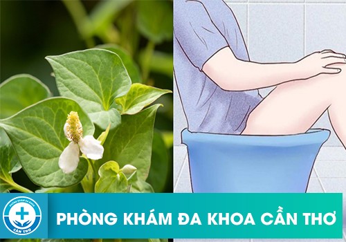 Cách Chữa Bệnh Trĩ Bằng Rau Diếp Cá